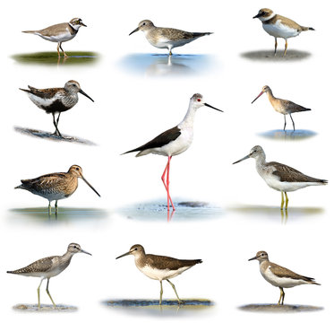 Set of shorebirds on white background