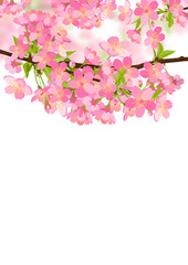 Fototapeta premium Kirschblüten im Frühling - Schöne rosa farbige Sakura Kirschbaumblüten. Blüten isoliert auf weißem Hintergrund. Traditionelles japanisches Kirschlbütenfest. Springtime Cherry Blossom Beauties.