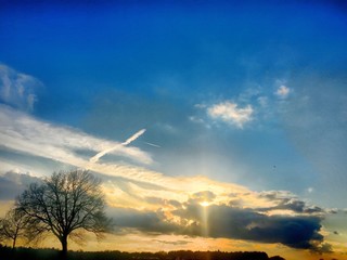 lone tree silhouette