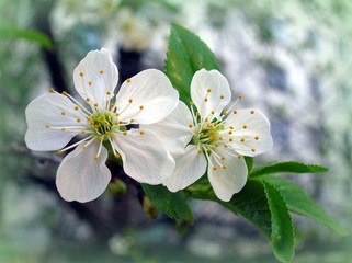 Obraz premium White flowers of the cherry blossoms close up.Cherry flowers, sakura flowers. 