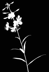 white wild plant with medium blooms