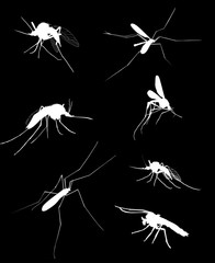 seven mosquito silhouettes isolated on black