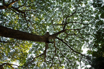 Green Rain tree Backlit Silhouette on sky