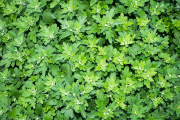 Green leaf Chrysanthemum flower Garden Nature background