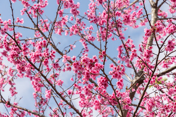 Wild Himalayan Cherry , Sakura , Cherry Blossoms grows in the mo