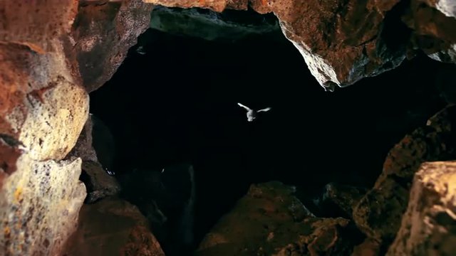 Bats fly in around a cave with a pool at night.