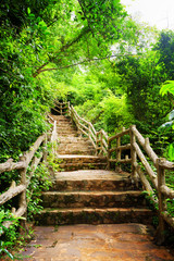 Stone stairs among green foliage leading across tropical woods