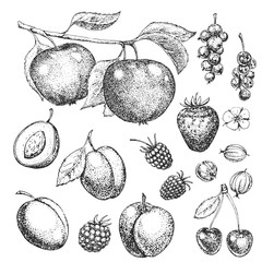 Hand drawn vector berries and fruits