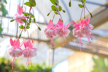 Fuchsia flower background
