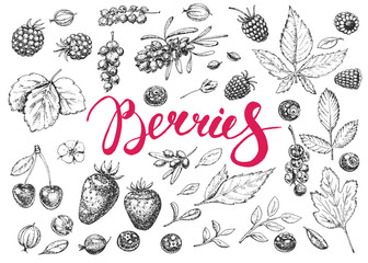 Hand drawn vector berries
