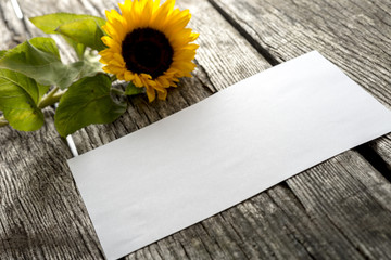 Blank piece of paper and beautiful blooming sunflower