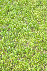 Young  green vegetable growing on the garden
