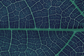 Close up dark blue leaf abstract style