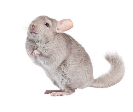 Beige chinchilla isolated on white background. series of images.