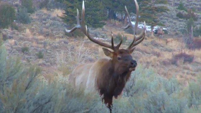 A large elk walks through the forest and calls out to a mate.