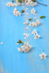 Obraz na płótnie Canvas Cherry blossoms on a blue background