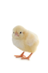 Yellow chicken on a white background