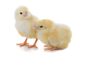 Fototapeta premium Yellow chickens on a white background