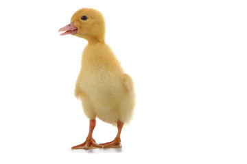 Yellow duckling on white background