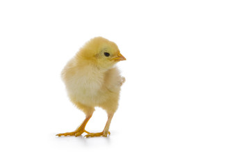 Yellow chicken on a white background