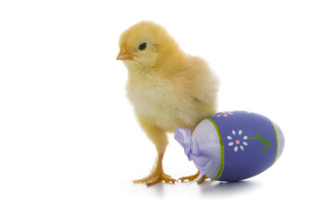 Chicken and easter eggs