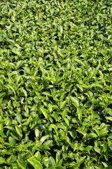 Tea plantation in Chiang Rai, Thailand