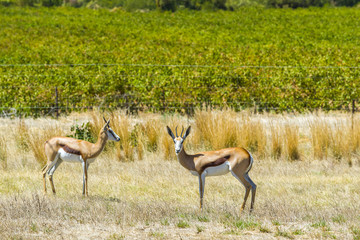 Springbok buck in safari field grass