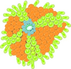 Ricordea florida Coral