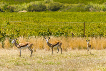 Springbok buck in safari field grass
