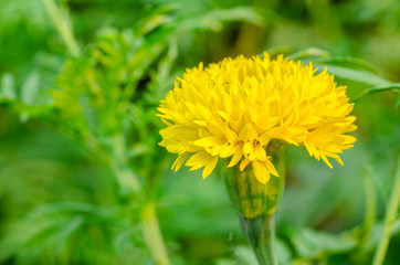 Yellow Marigolds flower.