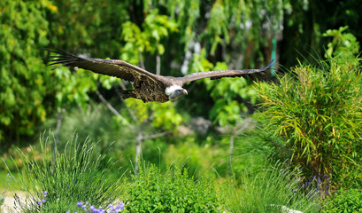 vulture Flying