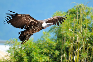 vulture in flight