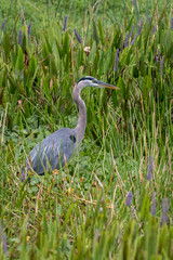 Great Blue Heron wading in green wetlands. Taken in Florida, USA.
