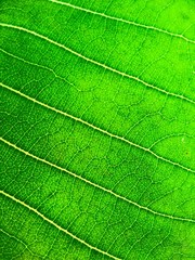 green leaves texture