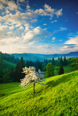Fototapeta premium Apple tree on a green hill