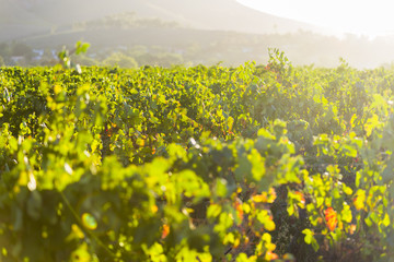 Vineyard grape leaves close up during sunrise