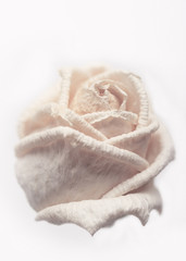 Withered white rose