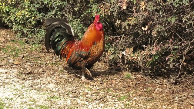 singing rooster in the farm