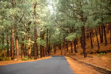 Road in the pine forest on La Palma island in Spain