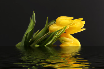 Yellow tulips on a black background reflecting in the water