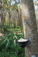 Rubber tree plantation, Thailand