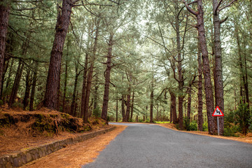 Naklejka premium Road in the pine forest on La Palma island in Spain