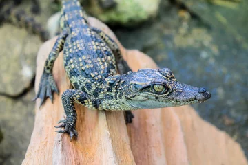 Photo sur Plexiglas Crocodile Baby Saltwater Crocodile
