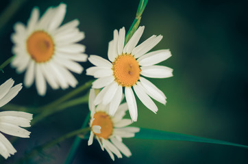 Obraz premium Chamomile Flower Macro