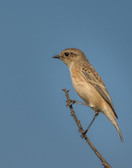 syberian stonechat female with blue background