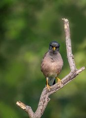 Common Myna perched on a leaf less branch with nice and smooth green background