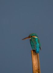 Little Kingfisher perched on a broken bamboo wood with blue background