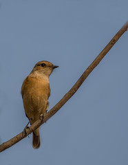 syberian stonechat female resting on a tiny branch with blue sky background