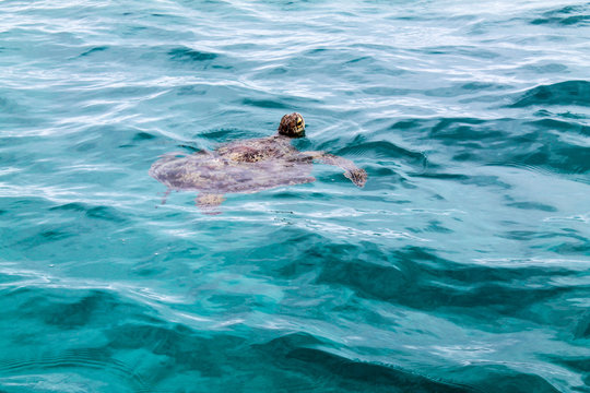 Sea Turtle Amedee Island, New Caledonia