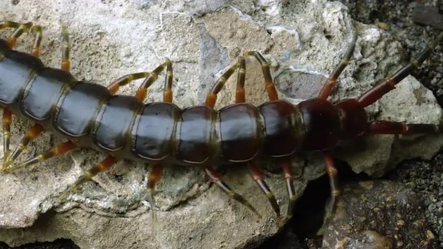 Extreme tight shot of a Peruvian Giant Centipede crawling on a rock.